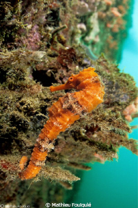 Longsnout seahorse by Mathieu Foulquié 